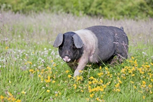 Farm Animals Collection: Saddleback Pig - piglet - Cornwall - UK