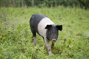 Images Dated 25th July 2008: Saddleback Pig - piglet - Cornwall - UK