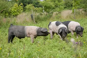 Saddleback Prints: Saddleback Pig - piglets - Cornwall - UK