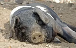 Saddleback Pig - sunbathing