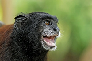 Images Dated 7th September 2007: Saddleback Tamarin - Pacaya-Samiria Nationalpark - Iquitos - Peru