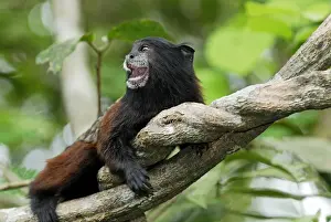 Saddleback Tamarin - Pacaya-Samiria Nationalpark - Iquitos - Peru