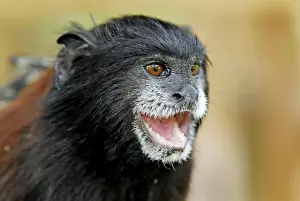 Saddleback Tamarin - Pacaya-Samiria Nationalpark - Iquitos - Peru