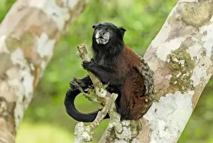 Saddleback Tamarin - Pacaya-Samiria Nationalpark - Iquitos - Peru