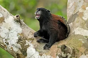 Saddleback Tamarin - Pacaya-Samiria Nationalpark - Iquitos - Peru