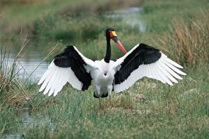 Images Dated 14th February 2008: Saddlebill Stork - With wings spread Tarangire National Park Tanzania, Africa