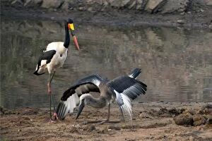 Storks Gallery: Saddlebilled Stork with juvenile eating food
