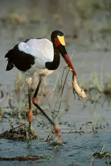 Catfish Prints: Saddlebilled Stork - pulls a catfish from a pool - Okavango Delta - Botswana
