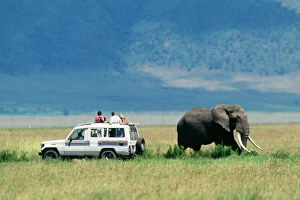 Vehicles Gallery: SAFARI - Tourists in vehicle and African Elephant