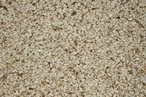 Feeders Prints: Safflower seed for bird feeding