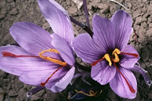 Images Dated 28th February 2006: Saffron Crocus - source of saffron. (Stigmas used) Greece