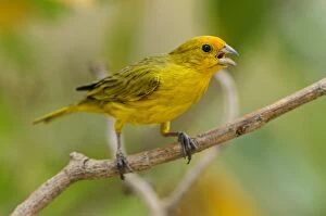 Images Dated 16th September 2009: Saffron Finch, singing, Pantanal Wetlands, Mato