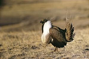 Images Dated 4th April 2005: Sage Grouse - Cock