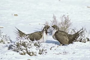 Sage Grouse - two male confront one another over territory on a lek during spring mating season