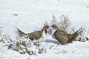 Sage Grouse - two male confront one another over territory on a lek during spring mating Sage Grouse - two male confront one another over territory on a lek during spring mating