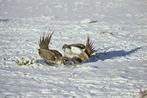 Sage Grouse - two male fight over territory on a lek during spring mating rituals