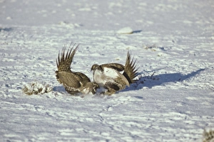 Sage Grouse - two male fight over territory on a lek during spring mating rituals Sage Grouse - two male fight over territory on a lek during spring mating rituals