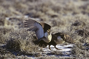 Sage grouse - two male slap wings (fight) over territory on a lek during spring mating Sage grouse - two male slap wings (fight) over territory on a lek during spring mating