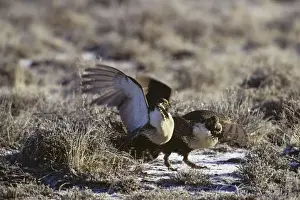 Conflict Prints: sage grouse - two male slap wings (fight) over territory on a lek during spring mating rituals