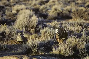 Strutting Prints: Sage Grouse - male strutting before several hens on lek, March. Western U. S. A. BG32
