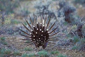 Sage Grouse - male strutting on lek. Strutting is grouses springtime mating territorial display Sage Grouse - male strutting on lek. Strutting is grouses springtime mating territorial display