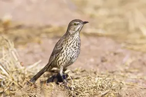 Thrasher Prints: Sage Thrasher