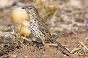 Images Dated 27th February 2007: Sage Thrasher