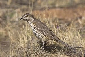 Images Dated 27th February 2007: Sage Thrasher