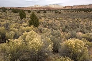 Images Dated 11th November 2006: Sagebrush high desert land at Kodachrome Basin State Park, Utah