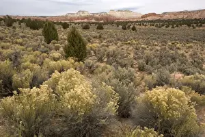 Sagebrush high desert land at Kodachrome Basin State Park, Utah