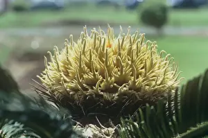Cones Prints: Sago Palm - cone