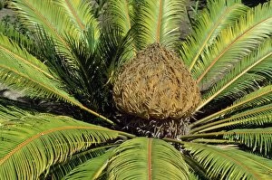 Sago Palm - female flower