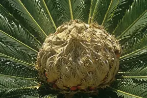 Cones Prints: Sago Palm - fruit