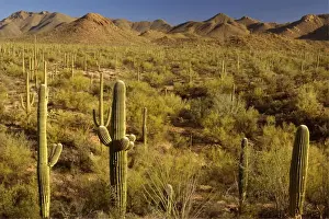 Saguaro Cacti Forest - Saguaro National Park - Arizona - USA
