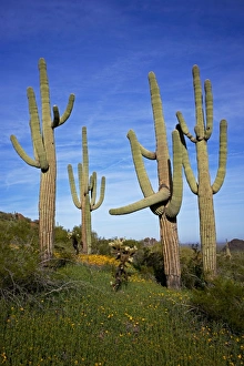Images Dated 25th February 2008: Saguaro Cacti - Showing Mexican Gold poppies blooming (Eschscholtzia mexicana) - Record height