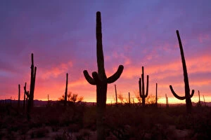 Images Dated 6th December 2009: Saguaro Cacti - at sunset - Saguaro National Park - Arizona - USA
