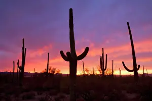 Silhouettes Prints: Saguaro Cacti - at sunset - Saguaro National Park - Arizona - USA