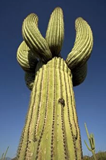 Images Dated 2nd May 2004: Saguaro Cactus (Carnegiea gigantea) - Cristate Form - Sonoran Desert - Arizona - Cristate form may