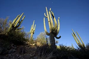 Images Dated 24th April 2007: Saguaro Cactus (Carnegiea gigantea) - Sonoran Desert - Arizona - Unusual perspective photographed