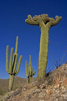 Images Dated 2nd May 2004: Saguaro Cactus (Carnegiea gigantea) - Cristate Form - Sonoran Desert - Arizona - Cristate form may
