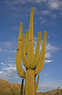 Images Dated 27th April 2007: Saguaro Cactus (Carnegiea gigantea) - Sonoran Desert - Arizona - Record height