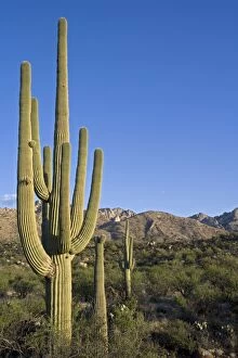 Images Dated 27th April 2007: Saguaro Cactus (Carnegiea gigantea) - Sonoran Desert - Arizona - Record height