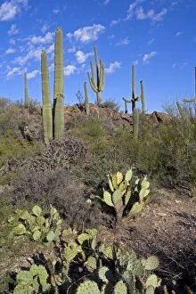 Images Dated 2nd May 2004: Saguaro Cactus (Carnegiea gigantea) - Sonoran Desert - Arizona - Record height