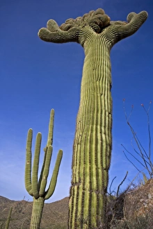 Images Dated 2nd May 2004: Saguaro Cactus (Carnegiea gigantea) - Cristate Form - Sonoran Desert - Arizona - Cristate form may