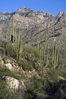 Images Dated 24th April 2007: Saguaro Cactus (Carnegiea gigantea) - Sonoran Desert - Arizona - Record height