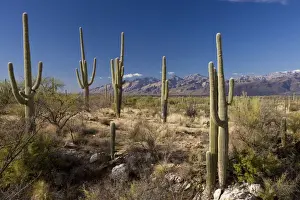 Succulent Prints: Saguaro cactus Carnegiea gigantea in the Saguaro National Park (east section), Arizona