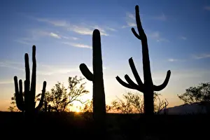 Saguaro Cactus (Carnegiea gigantea) Silhouette at Sunset - Sonoran Desert - Arizona - Record height: 78 feet - Average mature height: 18 to 30 feet, but often reach heights of 50 to 60 feet - Weigh about 80 pounds per foot - grow their first arms