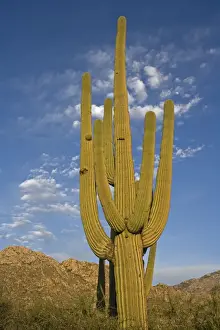 Saguaro Cactus (Carnegiea gigantea) - Sonoran Desert - Arizona - Record height: 78 feet - Average mature height: 18 to 30 feet, but often reach heights of 50 to 60 feet - Weighs about 80 pounds per foot - Grows their first arms at around 12 feet in