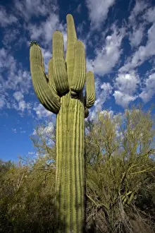 Saguaro Cactus (Carnegiea gigantea) - Sonoran Desert - Arizona - Record height: 78 feet - Average mature height: 18 to 30 feet, but often reach heights of 50 to 60 feet - Weighs about 80 pounds per foot - Grows their first arms at around 12 feet in