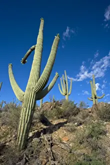 Saguaro Cactus (Carnegiea gigantea) - Sonoran Desert - Arizona - Record height: 78 feet - Average mature height: 18 to 30 feet, but often reach heights of 50 to 60 feet - Weighs about 80 pounds per foot - Grows their first arms at around 12 feet in